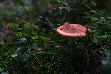 Amanita Muscaria. Red poisonous Fly Agaric mushroom in forest