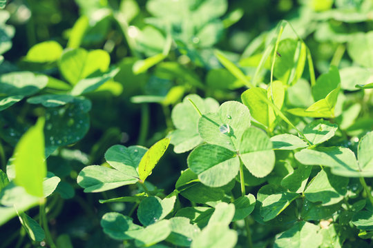 Clover petals, green background, soft focus. St. Patrick's day holiday symbol.
