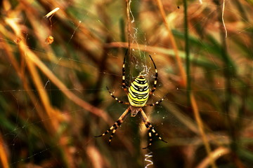 A Wasp spider waiting for it's prey.