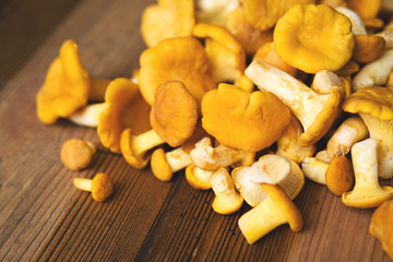 Fresh chanterelle mushrooms on an old wooden surface. Forest mushrooms