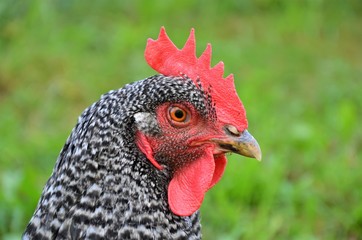 chicken head close up