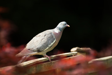 Common wood pigeon sitting on a wooden fence