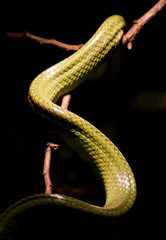 Green Snake