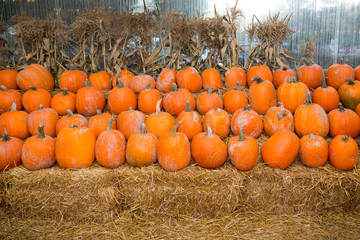 Group of pumpkins on hay on a farm.