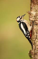 Great spotted woodpecker on a mossy birch tree
