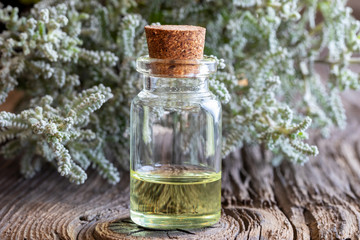 A bottle of santolina essential oil with fresh Santolina chamaecyparissus