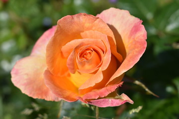 Rose orangée