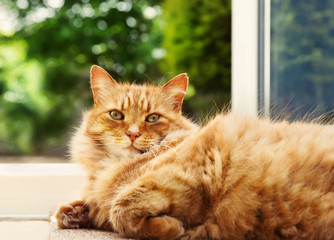 Close-up of a ginger cat lying on the floor by the patio door