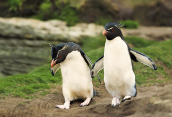 Southern rockhopper penguins, Falkland Islands..