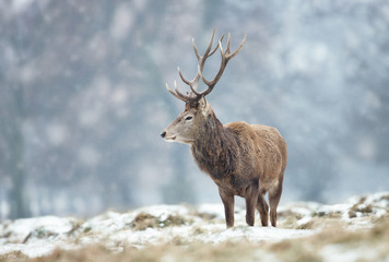 Red deer stag standing on the ground covered with snow