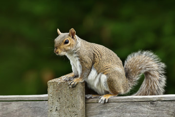 Naklejka na ściany i meble Close up of a grey squirrel sitting on a fence
