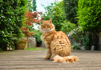 Ginger cat standing on the decking in the garden