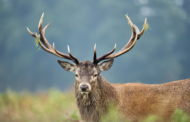 Naklejka na ściany i meble Close-up of a red deer stag during rutting season
