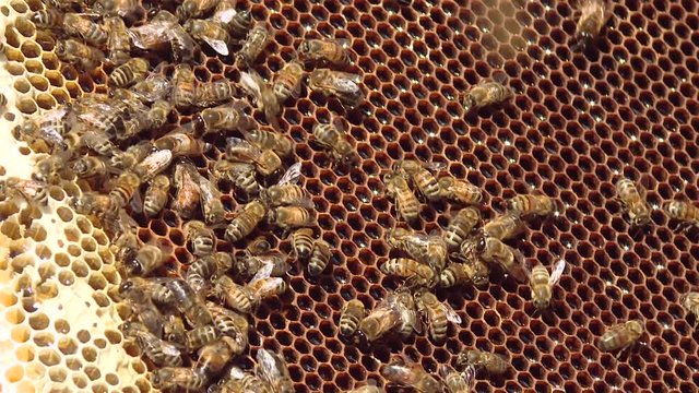 "Bee zabrus" - the top caps of honey honeycombs. A honeycomb full of honey. Bees seal honeycomb with honey.