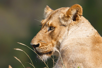 Portrait of a lioness in Sabi Sands Game Reserve, part of the Greater Kruger Region, in South Africa