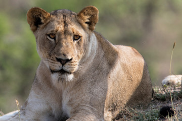 Portrait of a lioness in Sabi Sands Game Reserve, part of the Greater Kruger Region, in South Africa