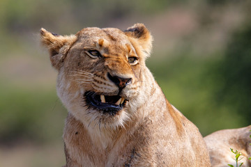 Portrait of a lioness in Sabi Sands Game Reserve, part of the Greater Kruger Region, in South Africa