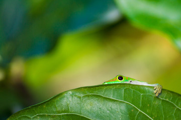 Gecko hinterm Blatt