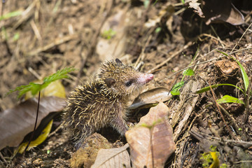 Little Tenrec in Mahe, Seychelles