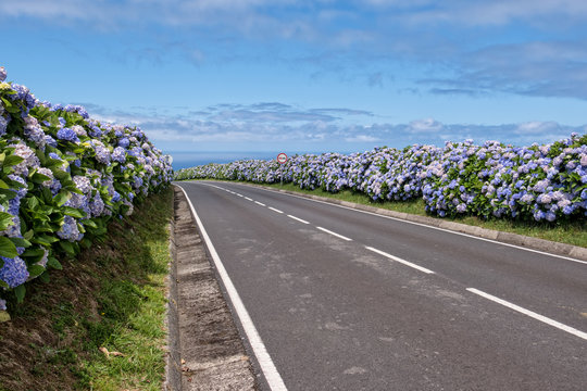 Country road with hydrangeas