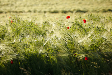 Rye Field In Summer