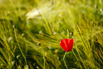 Red Poppy In A Field