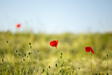 Obraz premium Pole żyta Z Maczkami