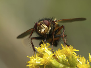 Tachina fera