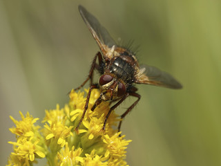 Tachina fera