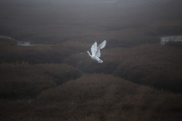 A egret is getting ready to fly in the misty wetlands of river Evros in Greece.	