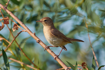 Close-up of a blyth's reed warbler sitting on a branch with a lichen on a soft background of leaves.