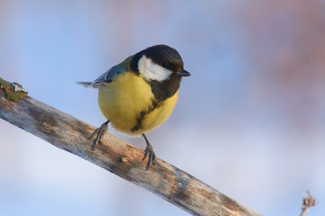 Closeup of a great tit sitting on a branch on a soft watercolor background.