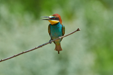 Closeup of a bee-eater sitting on a branch on a soft watercolor background.