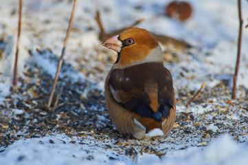 Close-up of hawfinch sitting on scattered sunflower seeds.