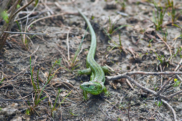 Green sand lizard sheds old skin and heats himself in the sun.