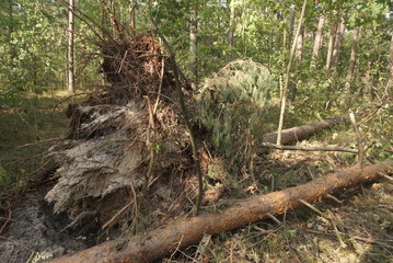 Windfall in forest. Storm damage. Fallen trees in coniferous forest after strong hurricane wind 