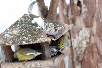 Redpoll (Acanthis flammea).