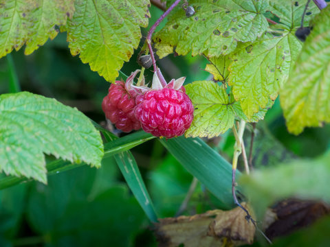 Raspberries on a bush close-up, macro