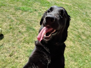 Black labrador portrait