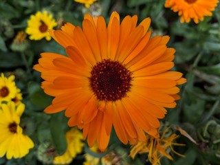 Orange flower