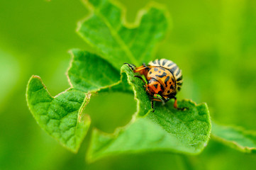 Summer. Colorado potato beetle. Green background. Macro shooting.