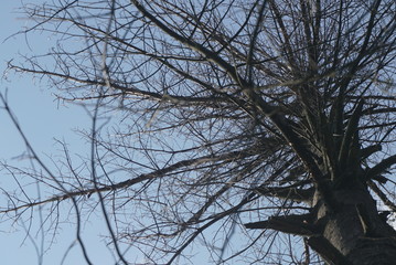 dry pine tree on the background of the sky