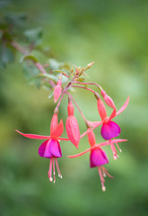 Fuchsia