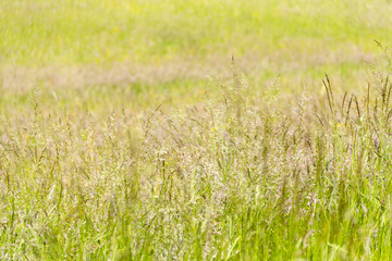 sunny hayfield scenery