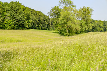 sunny edge of a wood