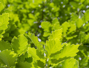 Fototapeta na wymiar sunny oak leaves