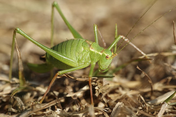 Speckled bush-cricket (Leptophyes punctatissima)
