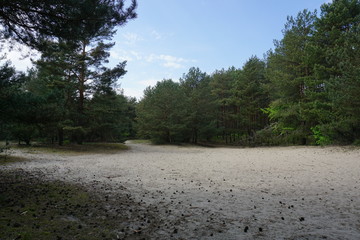 Leśna polanka w Puszczy Kampinowskiej w Warszawie © Robert