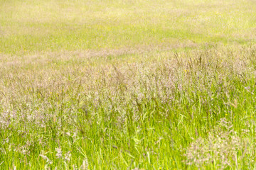 sunny hayfield scenery