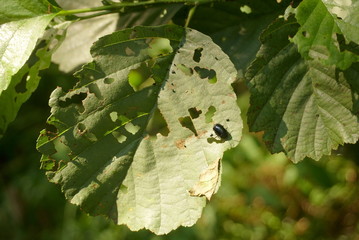 leaves of alder eaten by beetles 